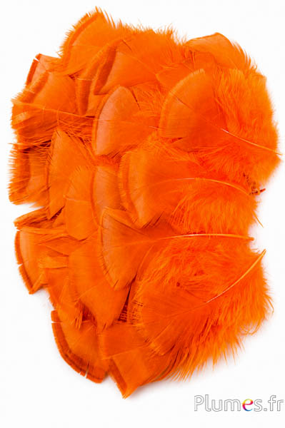 Dindon bronze blanchi - 5-15 cm - orange-caramel